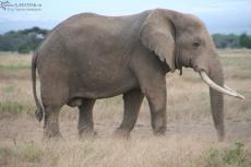 IMG 7794-Kenya, old elephant in Kimana Reserve